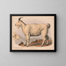Ziege der Rocky Mountains - Louis Prang Co — gerahmtes Bild an der Wand