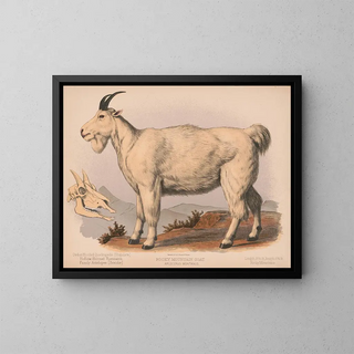 Louis Prang  Co - Rocky Mountain goat Aplocerus montanus.webp