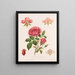 Rose et ses parties - Louis Prang Co — gerahmtes Bild an der Wand