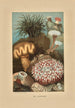 Anemonen der Meere - Louis Prang Co — Ansicht des Kunstwerks