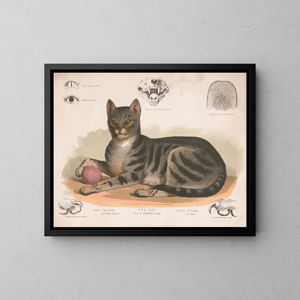 Der Hauskater - Louis Prang Co — gerahmtes Bild an der Wand