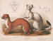Fouines Mustela longicauda - Louis Prang Co — Ansicht des Kunstwerks
