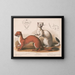 Fouines Mustela longicauda - Louis Prang Co — gerahmtes Bild an der Wand