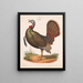 Wildente - Louis Prang Co — gerahmtes Bild an der Wand
