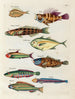 Fische, Flusskrebse und Krabben in verschiedenen Farben und außergewöhnlichen Figuren Pl006 - Louis Renard — Ansicht des Kunstwerks