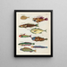 Fische, Flusskrebse und Krabben in verschiedenen Farben und außergewöhnlichen Figuren Pl006 - Louis Renard — gerahmtes Bild an der Wand