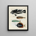 Fische, Flusskrebse und Krabben in verschiedenen Farben und außergewöhnlichen Figuren Pl009 - Louis Renard — gerahmtes Bild an der Wand