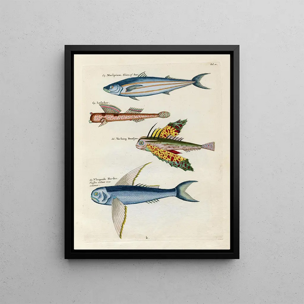 Louis Renard - Poissons ecrevisses et crabes de diverses couleurs et figures extraordinaires Pl010.webp