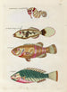 Fische, Flusskrebse und Krabben in verschiedenen Farben und außergewöhnlichen Figuren Pl011 - Louis Renard — Ansicht des Kunstwerks