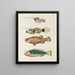Fische, Flusskrebse und Krabben in verschiedenen Farben und außergewöhnlichen Figuren Pl011 - Louis Renard — gerahmtes Bild an der Wand