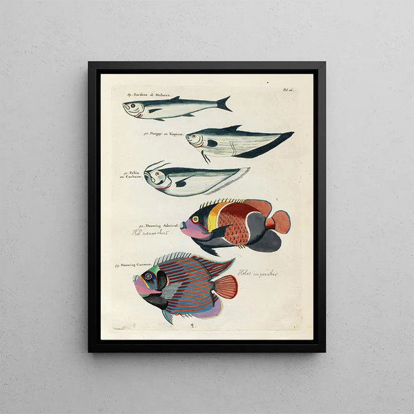 Louis Renard - Poissons ecrevisses et crabes de diverses couleurs et figures extraordinaires Pl016.webp