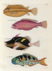 Fische, Flusskrebse und Krabben in verschiedenen Farben und außergewöhnlichen Figuren Pl028 - Louis Renard — Ansicht des Kunstwerks
