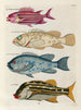 Fische, Flusskrebse und Krabben in verschiedenen Farben und außergewöhnlichen Figuren Pl029 - Louis Renard — Ansicht des Kunstwerks