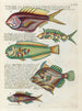 Fische, Flusskrebse und Krabben in verschiedenen Farben und außergewöhnlichen Figuren Pl045 - Louis Renard — Ansicht des Kunstwerks