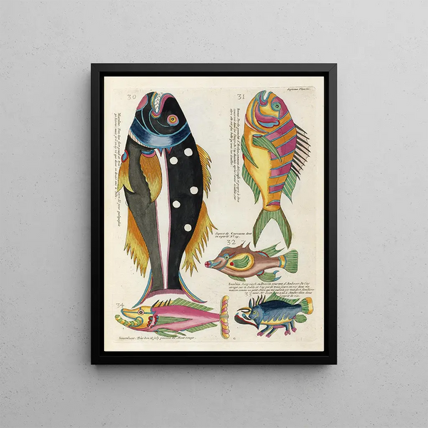 Louis Renard - Poissons ecrevisses et crabes de diverses couleurs et figures extraordinaires Pl050.webp