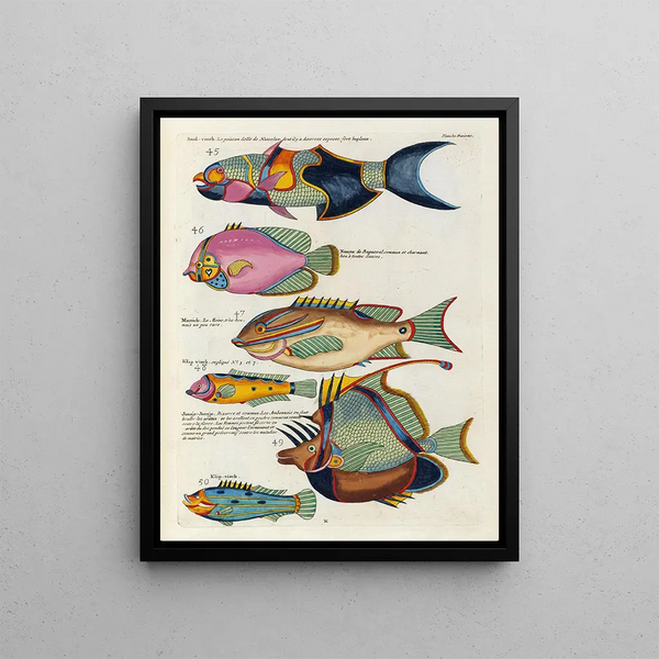 Louis Renard - Poissons ecrevisses et crabes de diverses couleurs et figures extraordinaires Pl053.webp