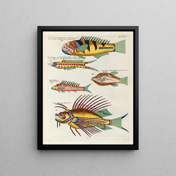 Louis Renard - Poissons ecrevisses et crabes de diverses couleurs et figures extraordinaires Pl058.webp
