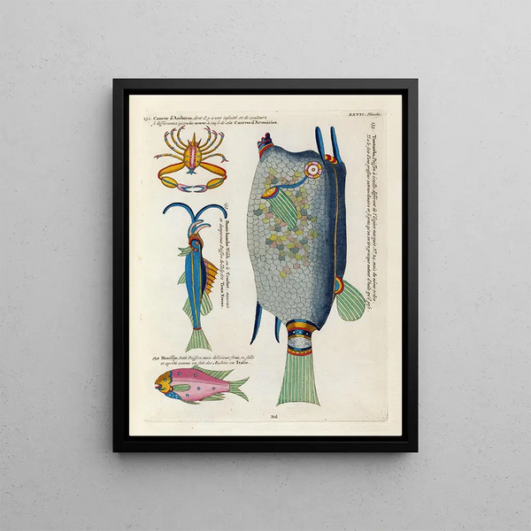 Louis Renard - Poissons ecrevisses et crabes de diverses couleurs et figures extraordinaires Pl070.webp