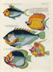 Fische, Flusskrebse und Krabben in verschiedenen Farben und außergewöhnlichen Figuren Pl075 - Louis Renard — Ansicht des Kunstwerks
