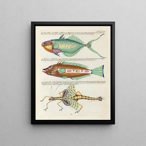 Louis Renard - Poissons ecrevisses et crabes de diverses couleurs et figures extraordinaires Pl076.webp