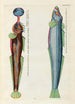 Fische, Flusskrebse und Krabben in verschiedenen Farben und außergewöhnlichen Figuren Pl085 - Louis Renard — Ansicht des Kunstwerks