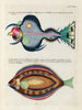Fische, Flusskrebse und Krabben in verschiedenen Farben und außergewöhnlichen Figuren Pl087 - Louis Renard — Ansicht des Kunstwerks