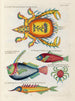 Fische, Flusskrebse und Krabben in verschiedenen Farben und außergewöhnlichen Figuren Pl089 - Louis Renard — Ansicht des Kunstwerks