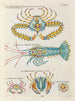 Fische, Flusskrebse und Krabben in verschiedenen Farben und außergewöhnlichen Figuren Pl094 - Louis Renard — Ansicht des Kunstwerks