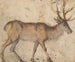 Studie eines Hirsches - Lucas Cranach der Ältere — Ansicht des Kunstwerks