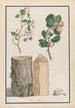 Studien des Stamms, der Blumen und der Früchte eines wilden Apfelbaums Malus sylvestris - Ludwig Pfleger — Ansicht des Kunstwerks