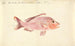 Ein Fisch aus dem Roten Meer - Luigi Balugani — Ansicht des Kunstwerks