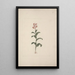 Canna bidentata Bertol - Luigi Balugani — gerahmtes Bild an der Wand
