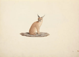 Luigi Balugani - Caracal caracal.webp