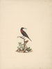 Chalcomitra senegalensis - Luigi Balugani — Ansicht des Kunstwerks