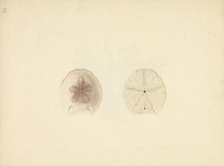 Clypéasteroïdes - Luigi Balugani — Ansicht des Kunstwerks