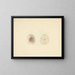 Clypéasteroïdes - Luigi Balugani — gerahmtes Bild an der Wand
