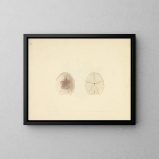 Clypéasteroïdes - Luigi Balugani — gerahmtes Bild an der Wand