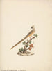 Colius striatus - Luigi Balugani — Ansicht des Kunstwerks
