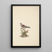 Columba guinea - Luigi Balugani — gerahmtes Bild an der Wand