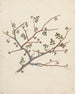 Commiphora gileadensis L. C. Chr. - Luigi Balugani — Ansicht des Kunstwerks