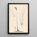 Cyperus papyrus L - Luigi Balugani — gerahmtes Bild an der Wand