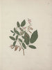 Desmodium - Luigi Balugani — Ansicht des Kunstwerks