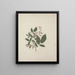 Desmodium - Luigi Balugani — gerahmtes Bild an der Wand