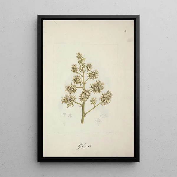 Luigi Balugani - Dracaena steudneri Engl.webp