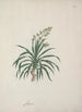 Dracaena steudneri Engl Drachenbaum 2 - Luigi Balugani — Ansicht des Kunstwerks