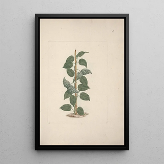 Luigi Balugani - Dregea abyssinica Hochst K.webp