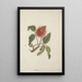 Erythrina abyssinica DC - Luigi Balugani — gerahmtes Bild an der Wand