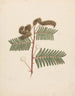 Mimosa faul - Luigi Balugani — Ansicht des Kunstwerks