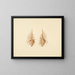 Murex pecten - Luigi Balugani — gerahmtes Bild an der Wand