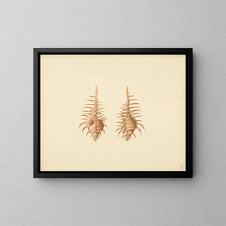 Luigi Balugani - Murex pecten.webp